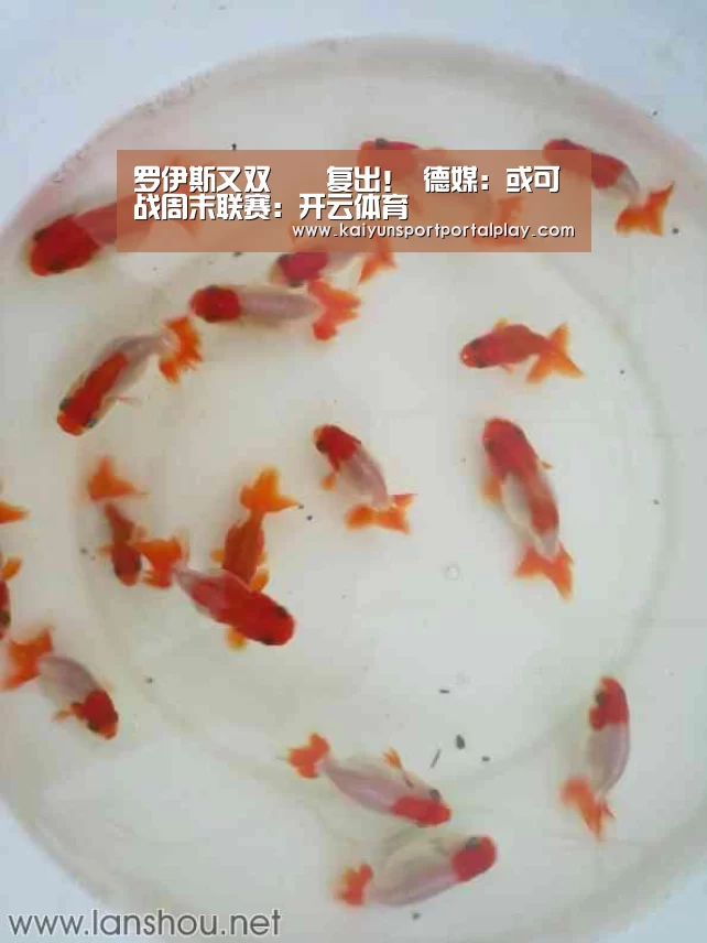 罗伊斯又双叒叕复出! 德媒:或可战周末联赛:开云体育(图1) KAIYUN入口